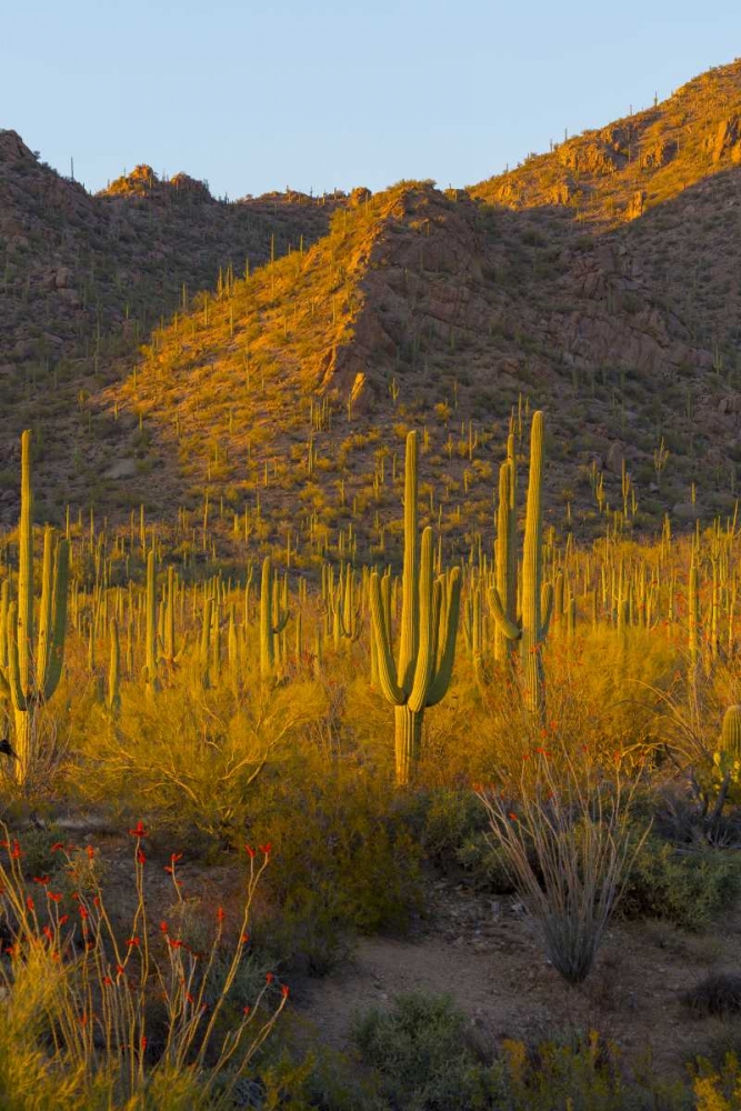 USA, Arizona, Tucson Desert sunset in Saguaro NP art print by Fred Lord for $57.95 CAD