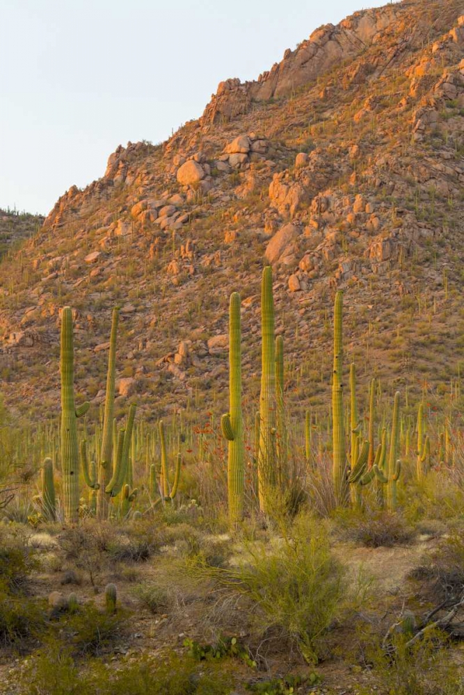 USA, Arizona, Tucson Desert sunset in Saguaro NP art print by Fred Lord for $57.95 CAD