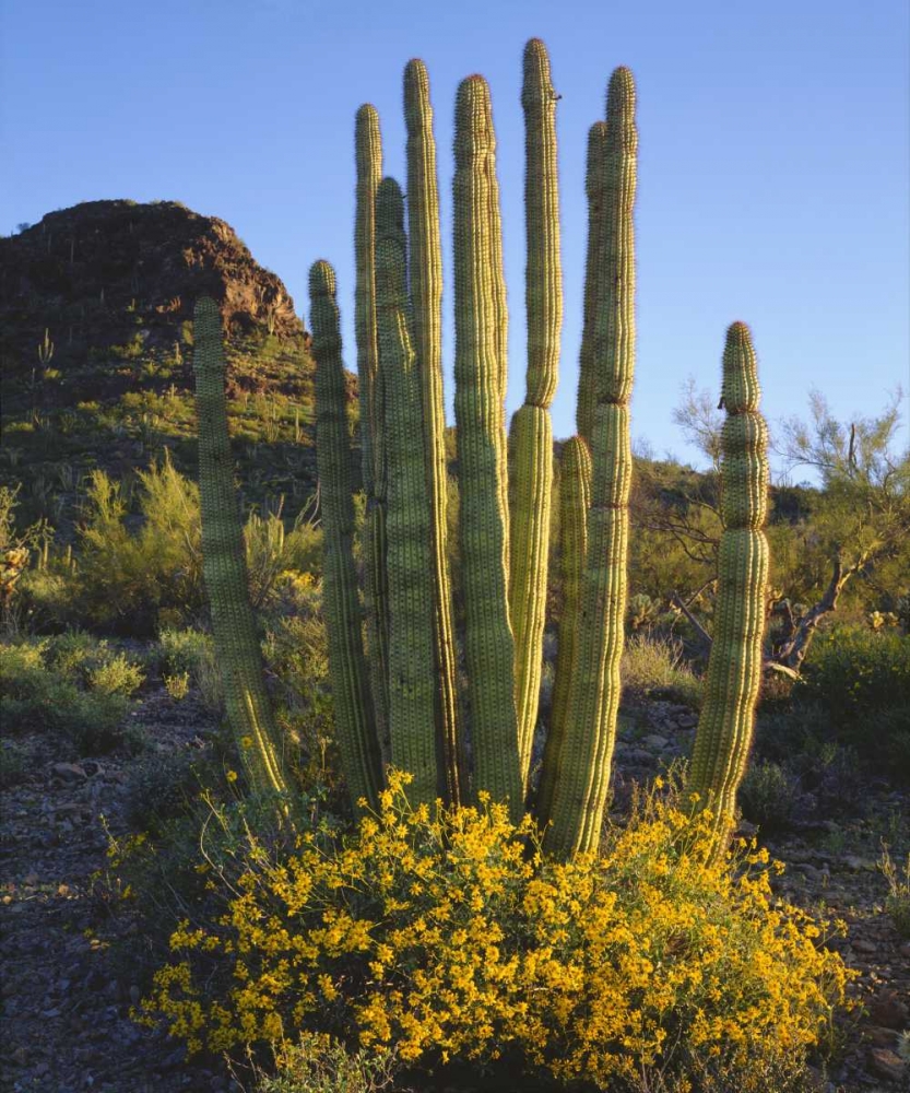 Arizona, Organ Pipe Cactus NM, Organ Pipe Cactus art print by Christopher Talbot Frank for $57.95 CAD