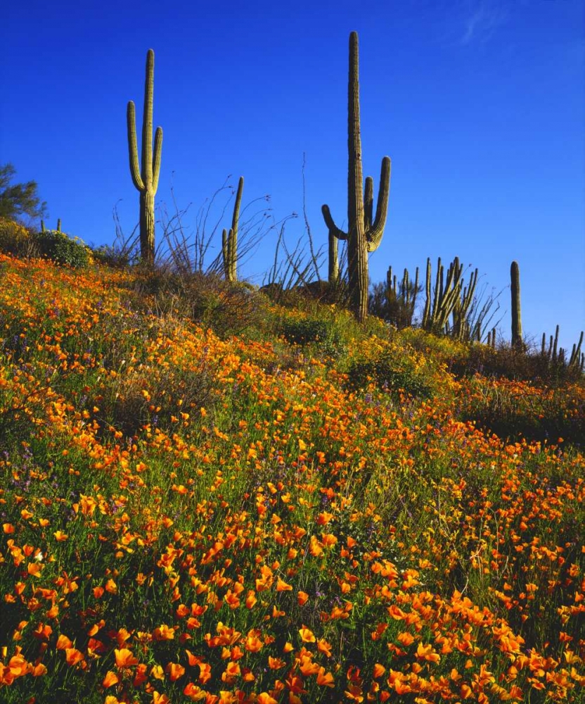 Arizona, Organ Pipe Cactus NM flowers and cacti art print by Christopher Talbot Frank for $57.95 CAD
