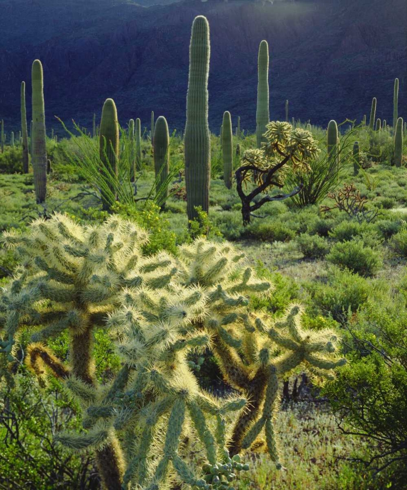 Arizona, Organ Pipe Cactus NM desert in spring art print by Christopher Talbot Frank for $57.95 CAD