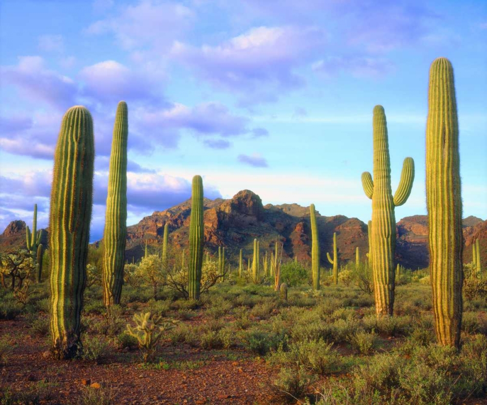 Arizona, Organ Pipe Cactus NM Desert in spring art print by Christopher Talbot Frank for $57.95 CAD