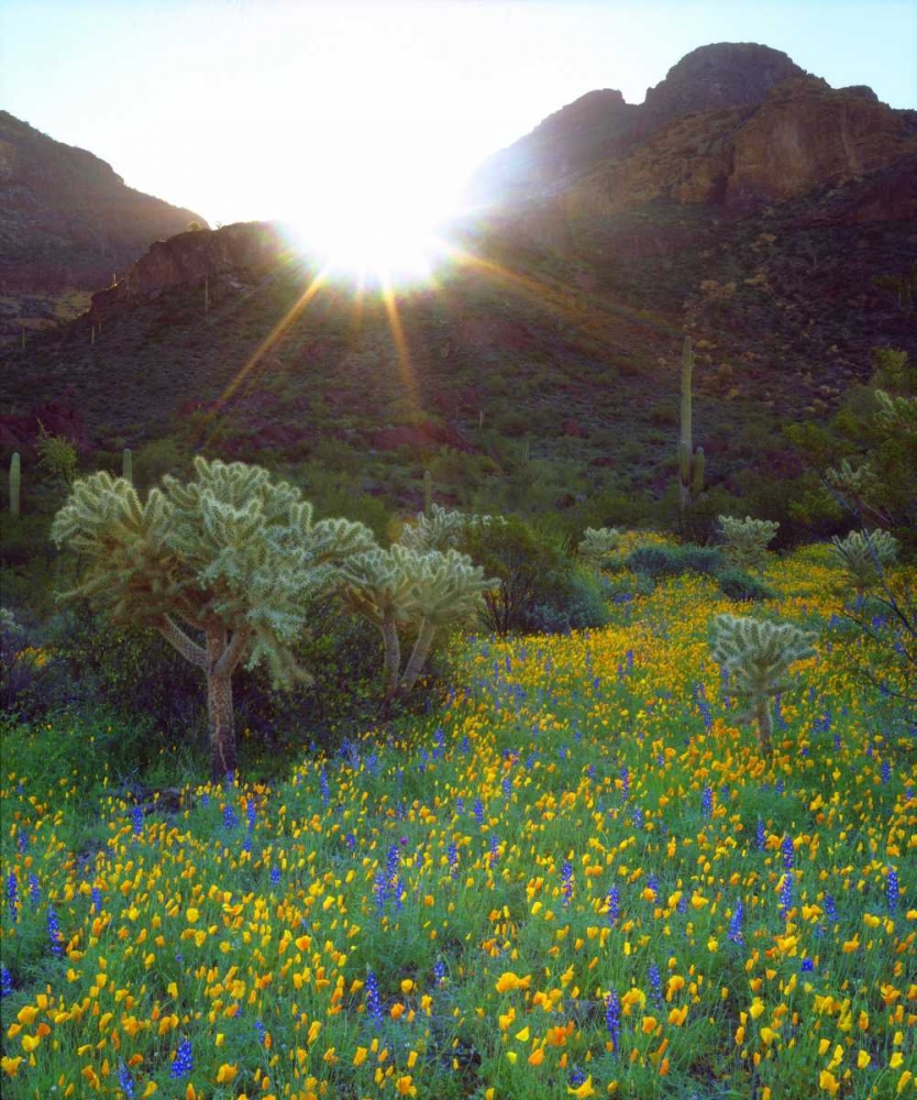 AZ, Organ Pipe Cactus NM Flowers and cacti art print by Christopher Talbot Frank for $57.95 CAD