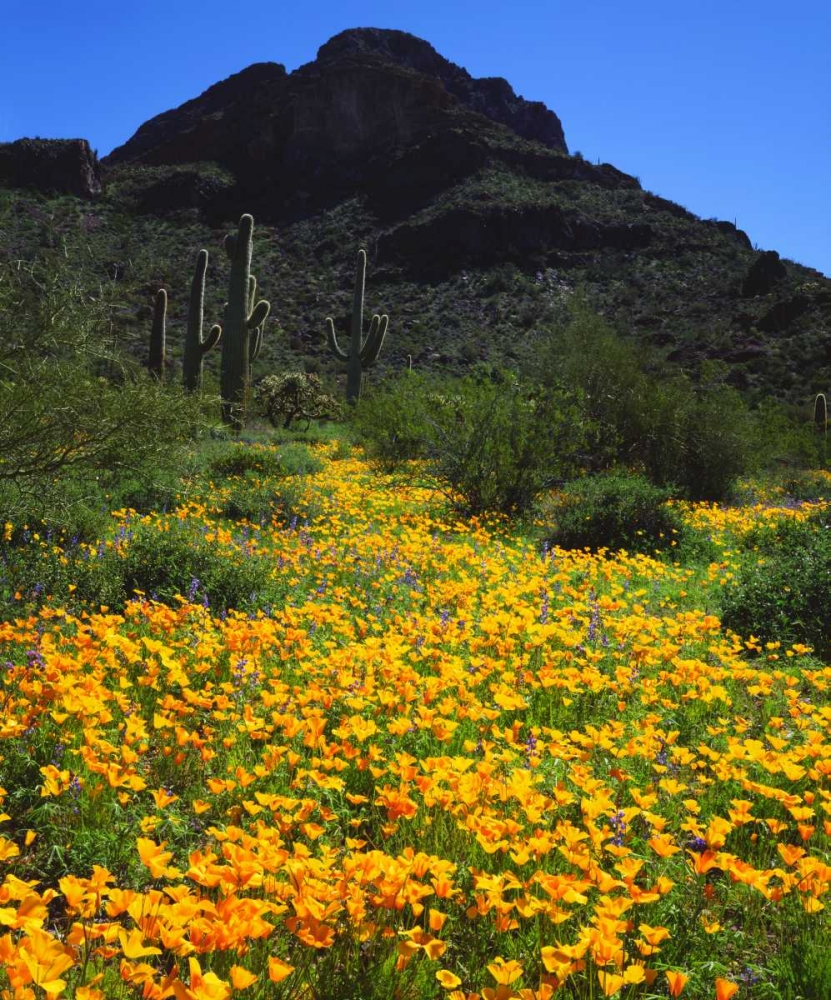 Arizona, Organ Pipe Cactus NM flowers and cacti art print by Christopher Talbot Frank for $57.95 CAD