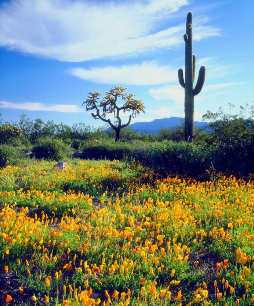 Arizona, Organ Pipe Cactus NM flowers and cacti art print by Christopher Talbot Frank for $57.95 CAD