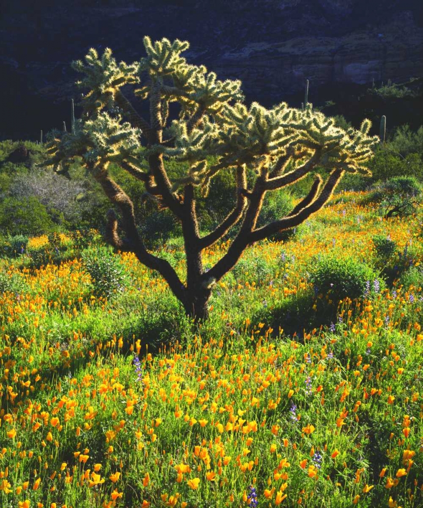 Arizona, Organ Pipe Cactus NM flowers and cacti art print by Christopher Talbot Frank for $57.95 CAD