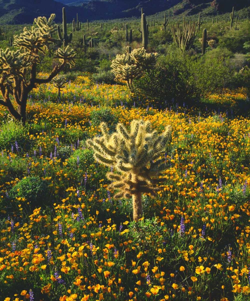 Arizona, Organ Pipe Cactus NM flowers and cacti art print by Christopher Talbot Frank for $57.95 CAD