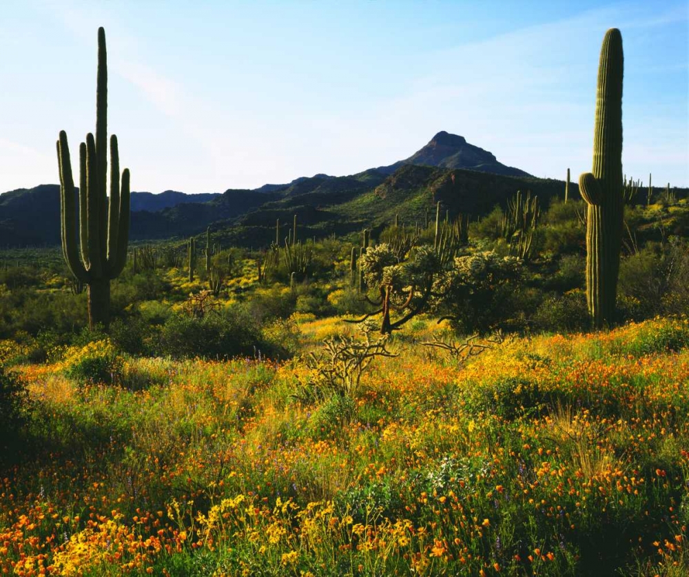 Arizona, Organ Pipe Cactus NM flowers and cacti art print by Christopher Talbot Frank for $57.95 CAD