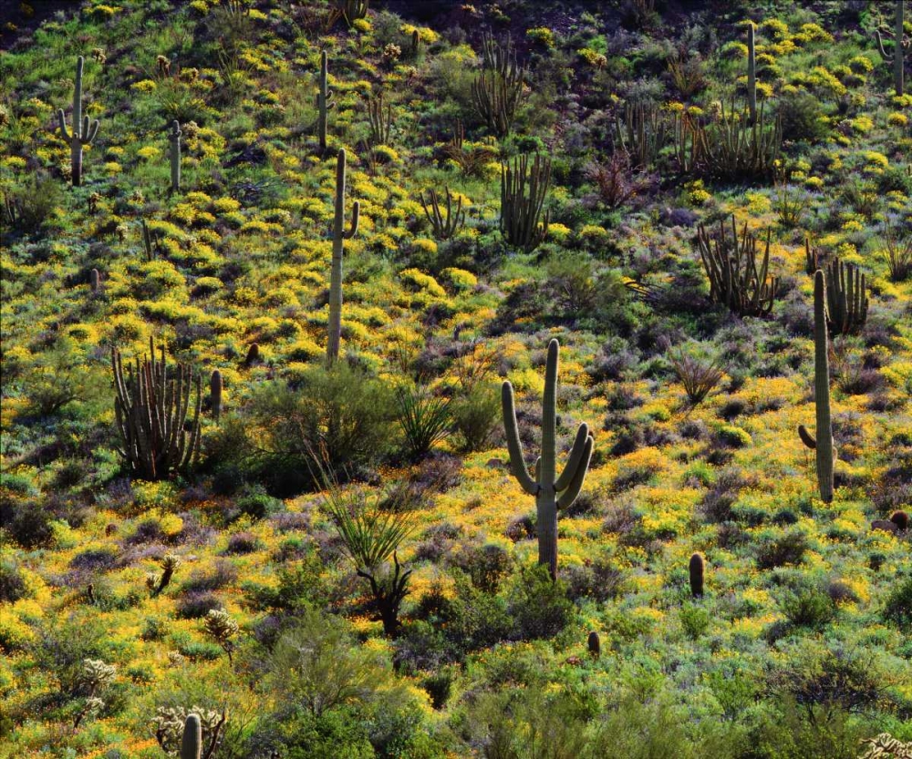 Arizona, Organ Pipe Cactus NM flowers and cacti art print by Christopher Talbot Frank for $57.95 CAD