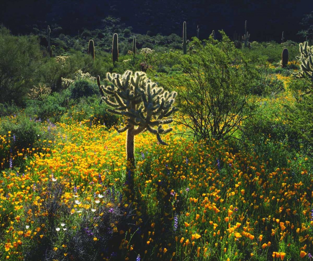 Arizona, Organ Pipe Cactus NM flowers and cacti art print by Christopher Talbot Frank for $57.95 CAD