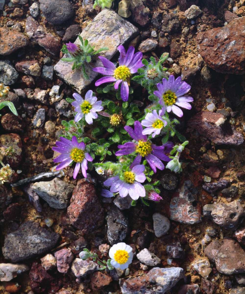 Arizona, Wildflowers in Organ Pipe Cactus NM art print by Christopher Talbot Frank for $57.95 CAD