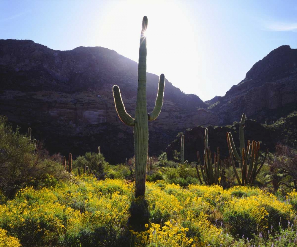 Arizona, Organ Pipe Cactus NM flowers and cacti art print by Christopher Talbot Frank for $57.95 CAD