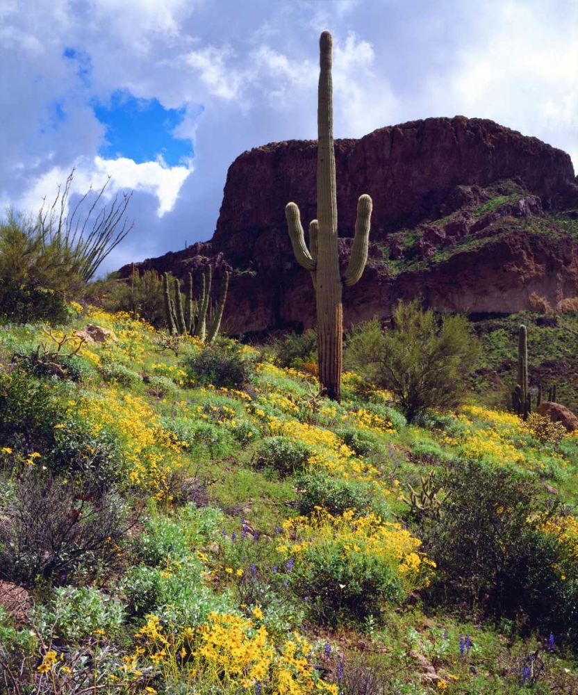 Arizona, Organ Pipe Cactus NM flowers and cacti art print by Christopher Talbot Frank for $57.95 CAD