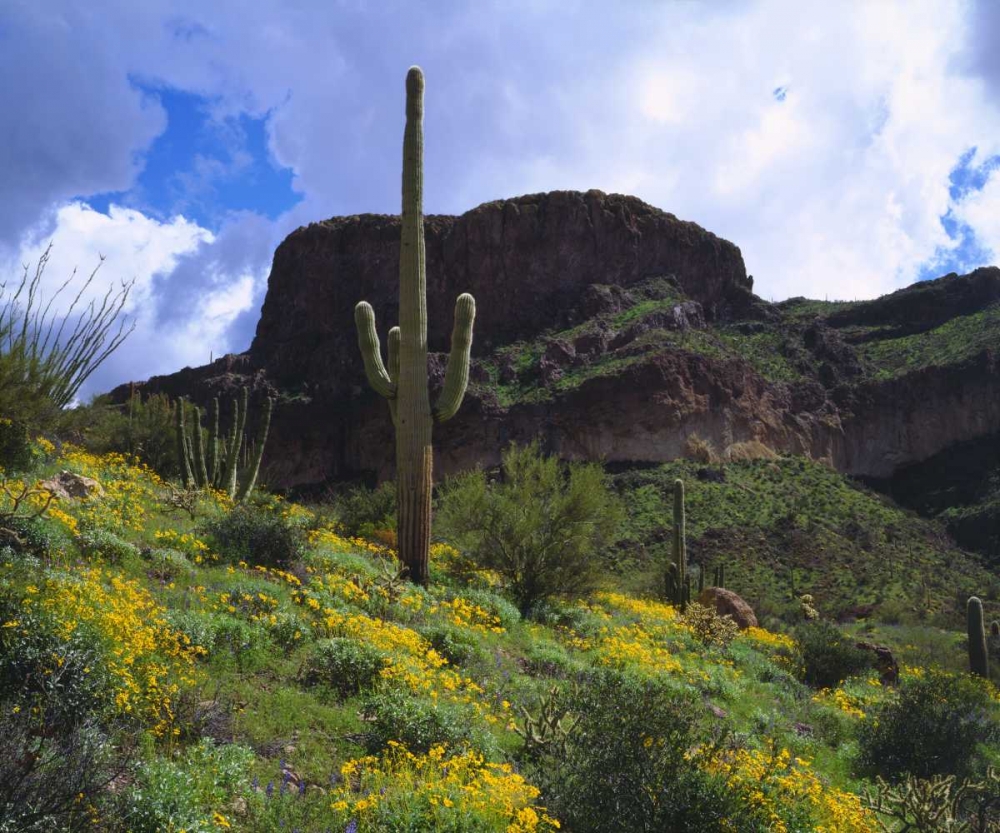 Arizona, Saguaro Cacti in Organ Pipe Cactus NM art print by Christopher Talbot Frank for $57.95 CAD
