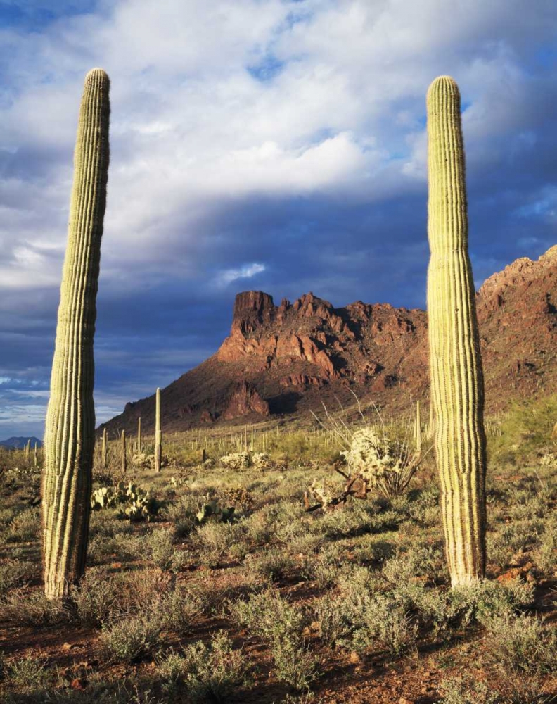 Arizona, Saguaro Cacti in Organ Pipe Cactus NM art print by Christopher Talbot Frank for $57.95 CAD