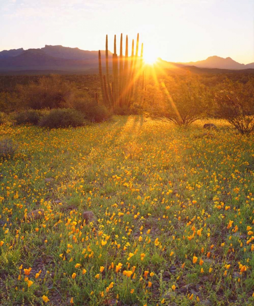 AZ, Organ Pipe Cactus NP, Flowers and cacti art print by Christopher Talbot Frank for $57.95 CAD