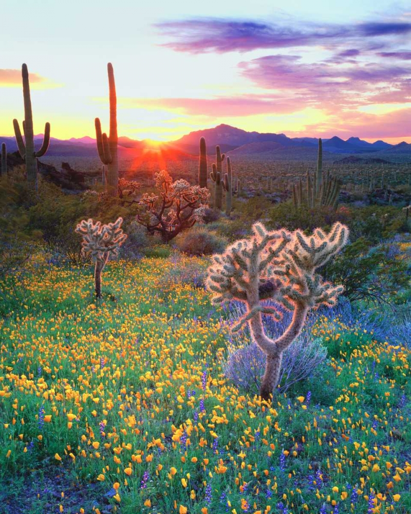 AZ, Organ Pipe Cactus NP, Flowers and cacti art print by Christopher Talbot Frank for $57.95 CAD