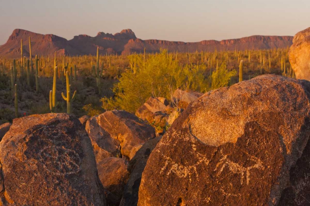 AZ, Sonoran Desert Saguaro and petroglyphs art print by Cathy and Gordon Illg for $57.95 CAD