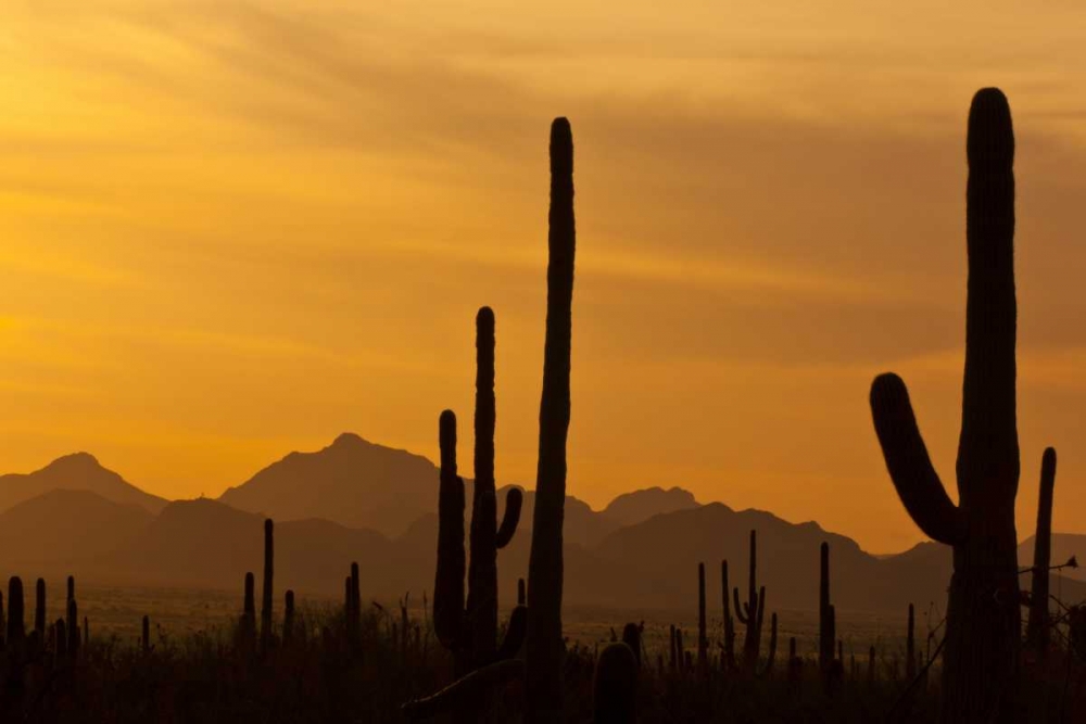 AZ, Saguaro NP, Saguaro cactus and mountains art print by Cathy and Gordon Illg for $57.95 CAD