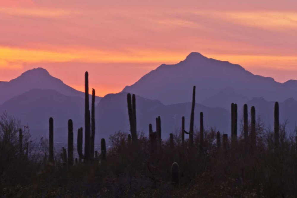 AZ, Saguaro NP, Sonoran Desert Saguaro forest art print by Cathy and Gordon Illg for $57.95 CAD