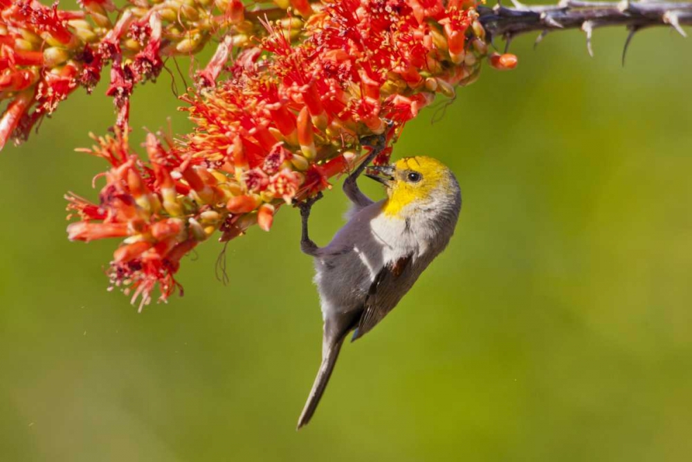 AZ, Sonoran Desert Verdin feeding on ocotillo art print by Cathy and Gordon Illg for $57.95 CAD