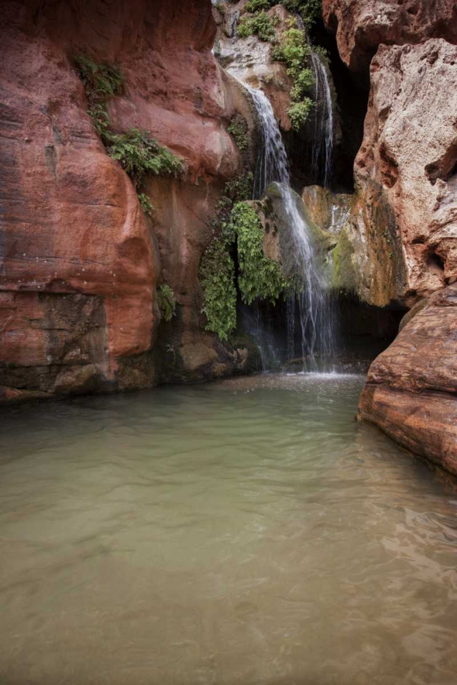Arizona, Grand Canyon NP View of Elves Chasm art print by Don Grall for $57.95 CAD