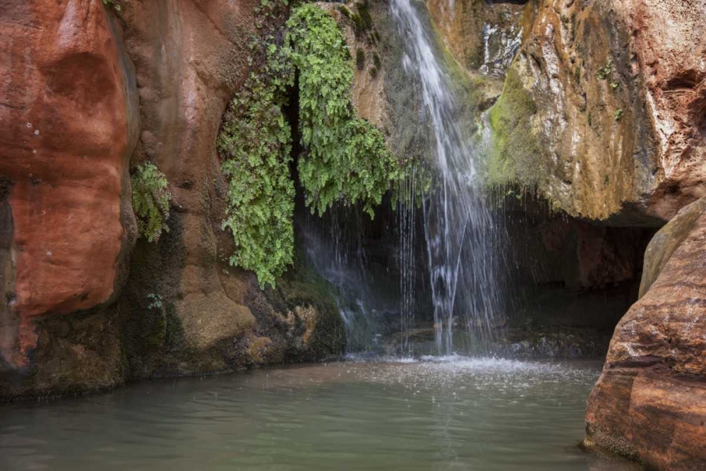 Arizona, Grand Canyon NP View of Elves Chasm art print by Don Grall for $57.95 CAD
