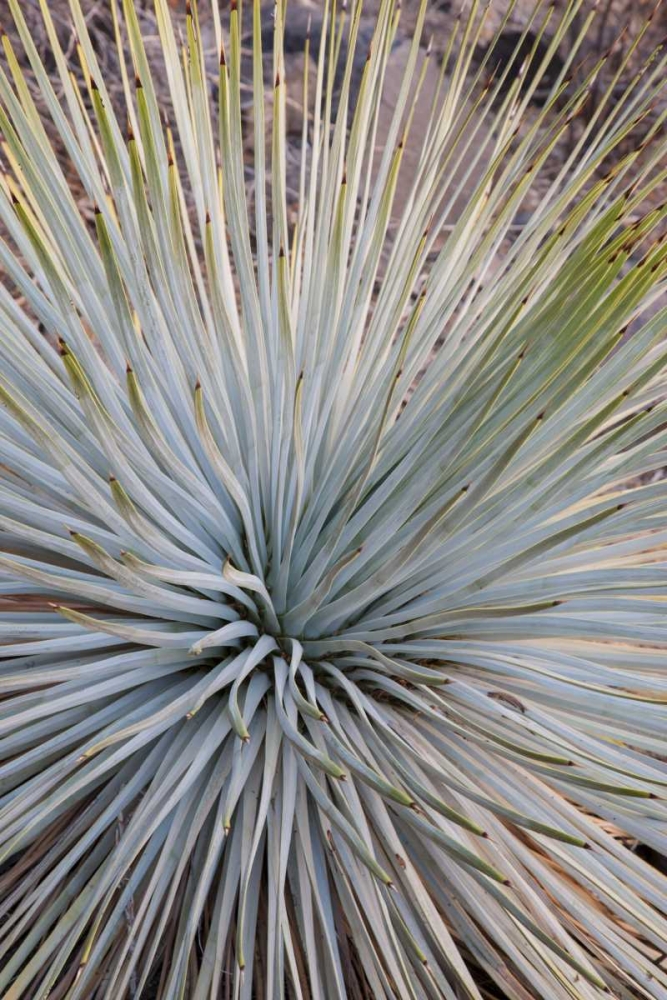 Arizona, Grand Canyon NP Whipples yucca plant art print by Don Grall for $57.95 CAD