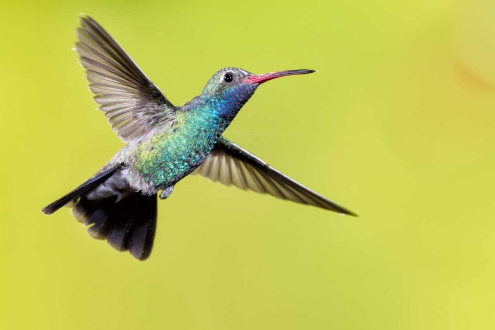 AZ, Madera Canyon Male broad-billed hummingbird art print by Wendy Kaveney for $57.95 CAD