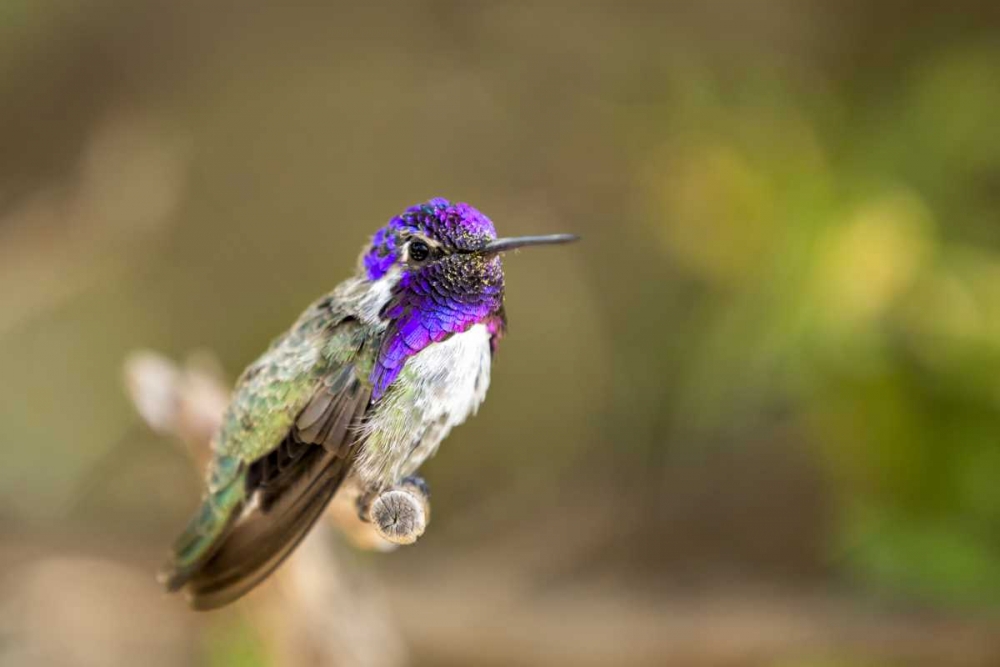 AZ, Tucson Costas hummingbird perched on twig art print by Wendy Kaveney for $57.95 CAD