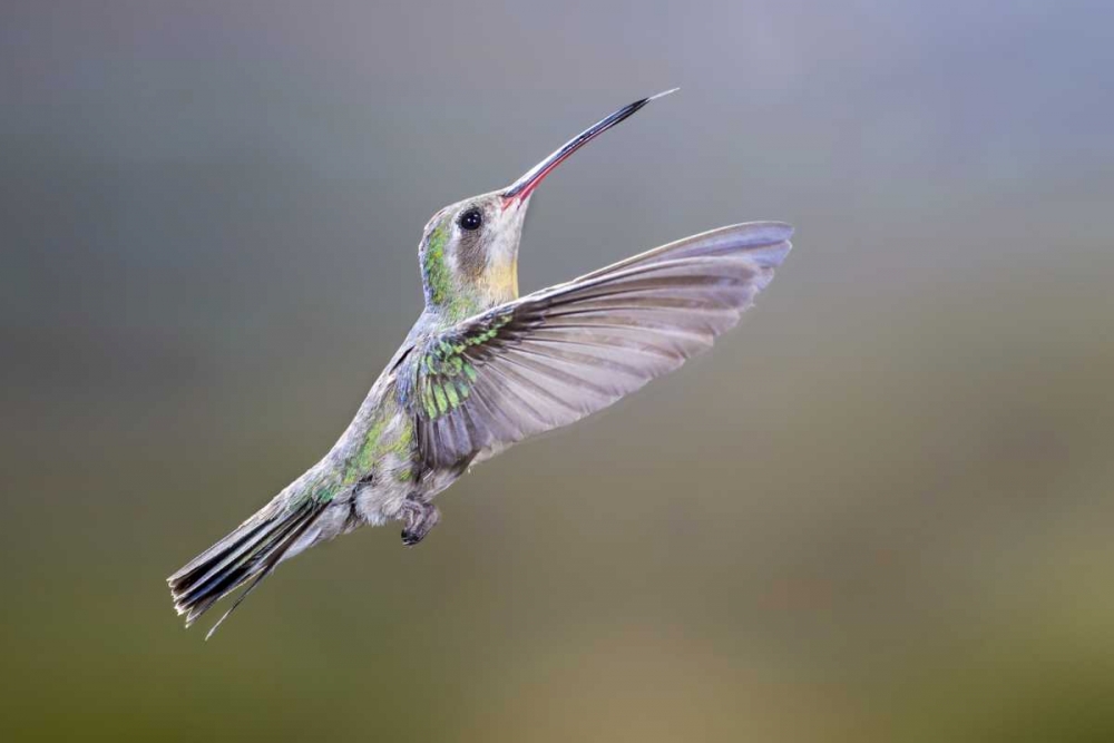 AZ, Madera Canyon Broad-billed hummingbird art print by Wendy Kaveney for $57.95 CAD