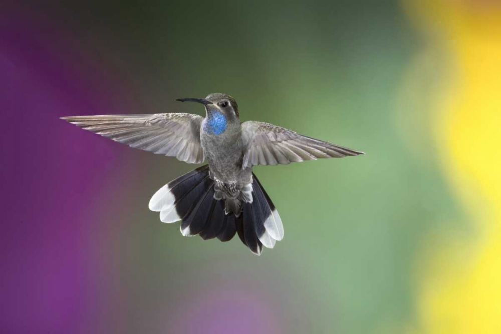 AZ, Madera Canyon Male blue-throated hummingbird art print by Wendy Kaveney for $57.95 CAD