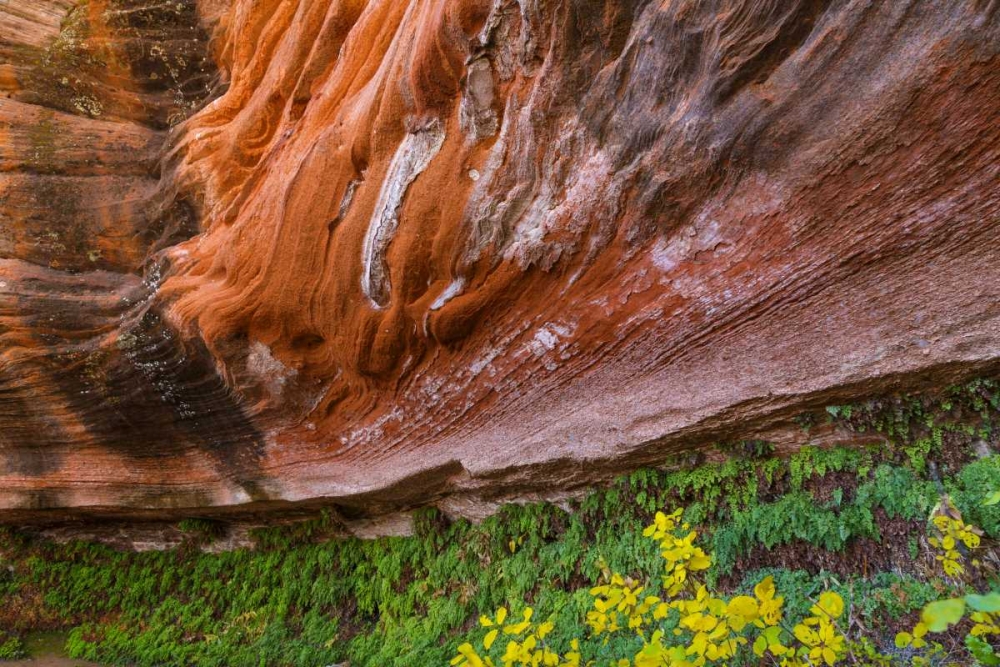Arizona Hanging Garden in Canyon X art print by Don Paulson for $57.95 CAD