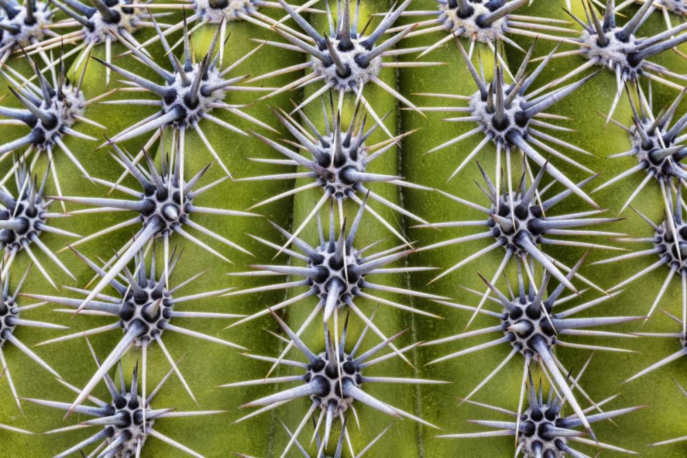 USA, Arizona, Tucson Close-up of a barrel cactus art print by Don Paulson for $57.95 CAD