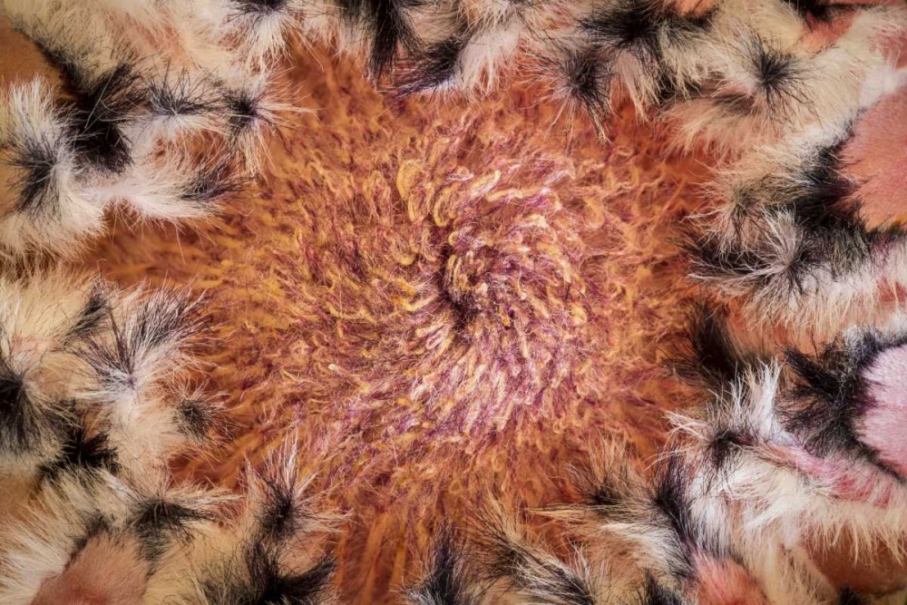 USA, Arizona, Tucson Close-up of a Protea bloom art print by Don Paulson for $57.95 CAD