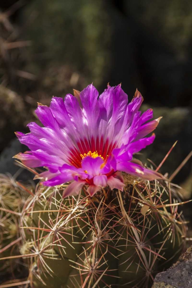 Arizona, Sonoran Desert Cactus blossom close-up art print by Cathy and Gordon Illg for $57.95 CAD