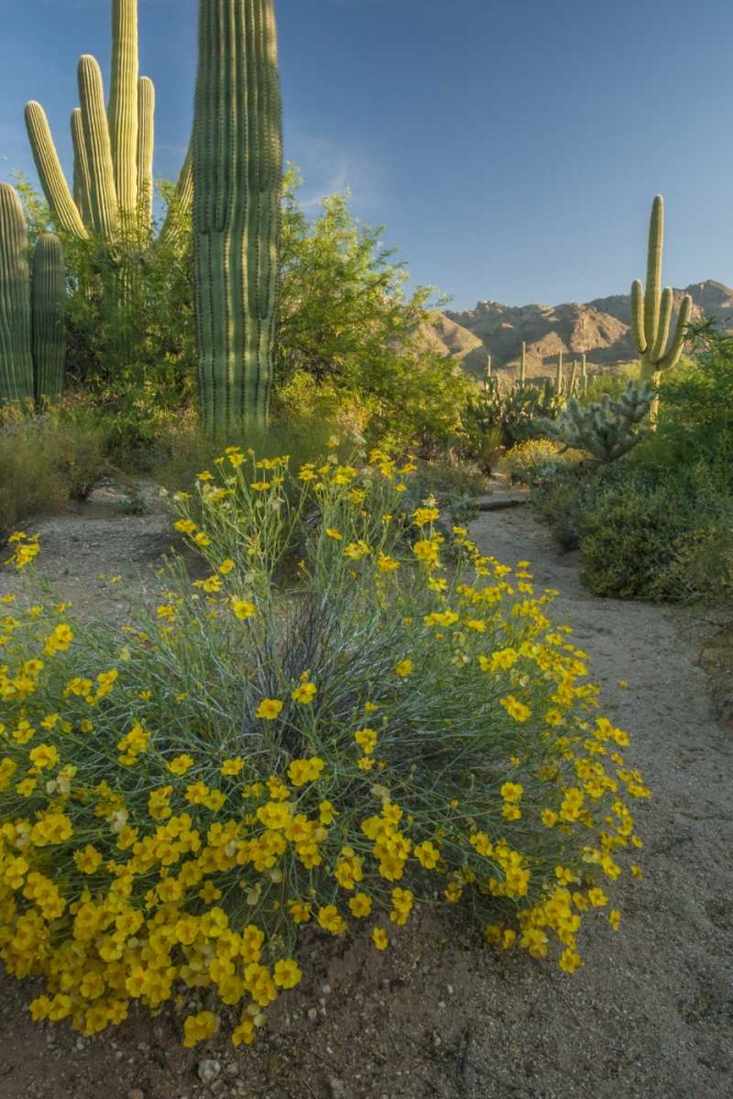 Arizona, Coronado NF Saguaros and paper flowers art print by Cathy and Gordon Illg for $57.95 CAD