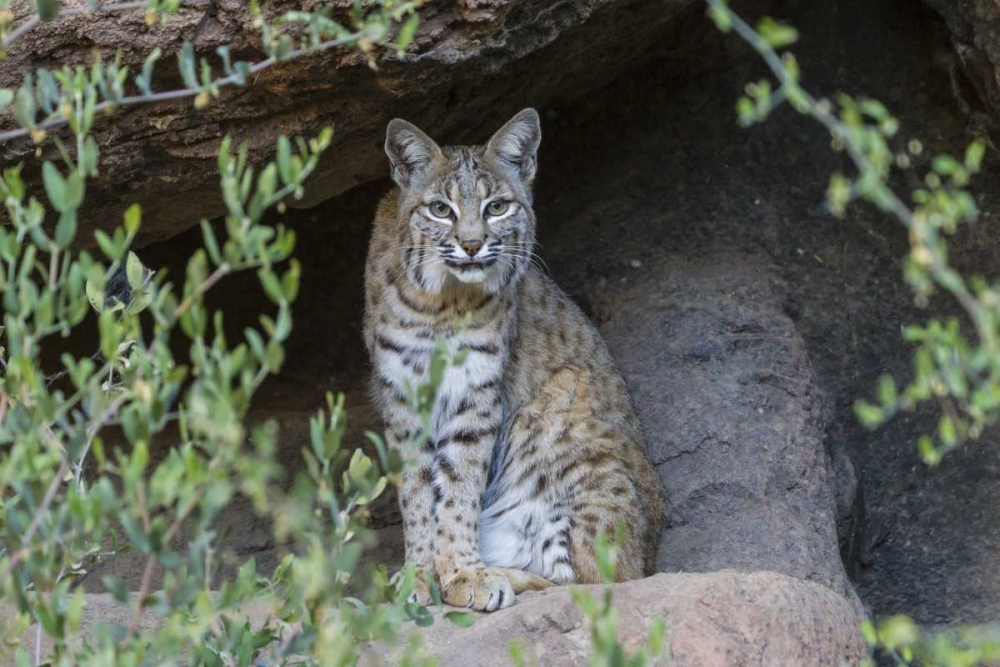 USA, Arizona Bobcat sitting under shelter art print by Cathy and Gordon Illg for $57.95 CAD