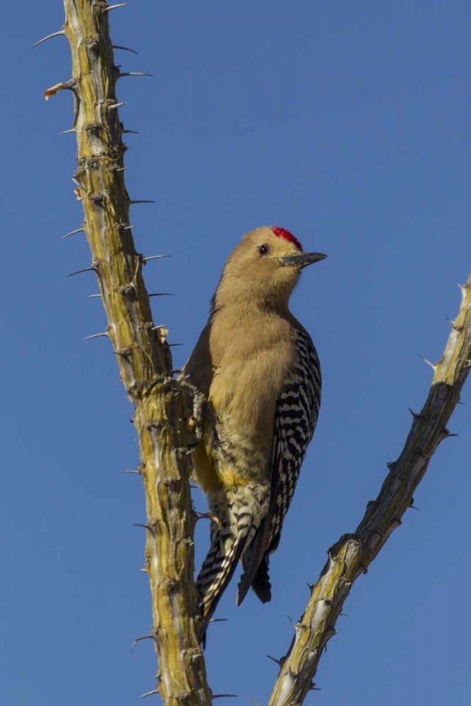 AZ, Sonoran Desert Gila woodpecker on ocotillo art print by Cathy and Gordon Illg for $57.95 CAD