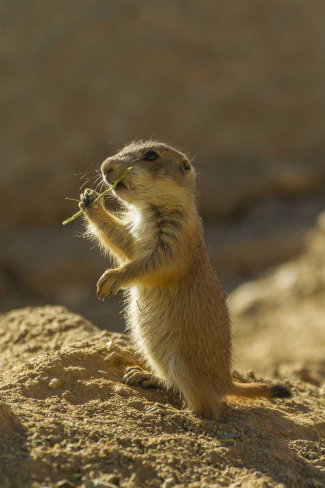 AZ, Sonoran Desert Black-tailed prairie dog pup art print by Cathy and Gordon Illg for $57.95 CAD