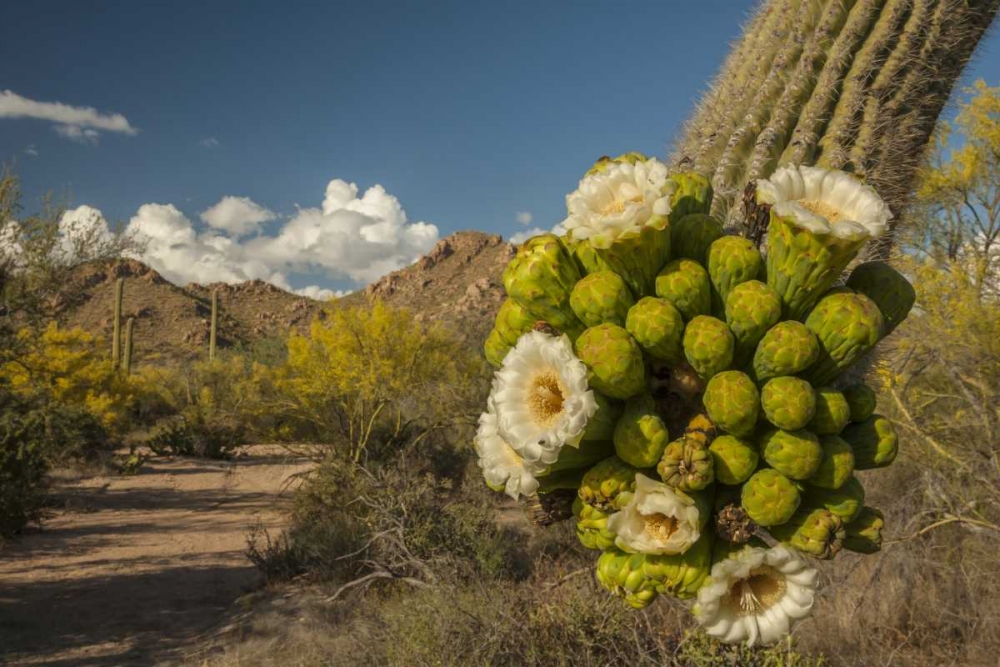 Arizona, Saguaro NP Saguaro cactus blossoms art print by Cathy and Gordon Illg for $57.95 CAD