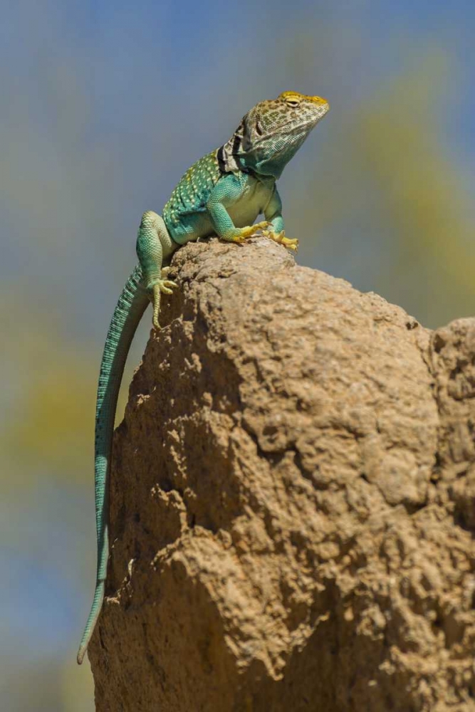 Arizona, Sonoran Desert Collared lizard on rock art print by Cathy and Gordon Illg for $57.95 CAD
