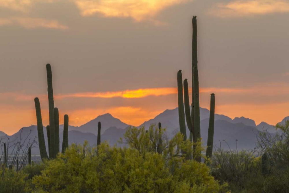 Arizona, Saguaro NP Sunset on desert landscape art print by Cathy and Gordon Illg for $57.95 CAD