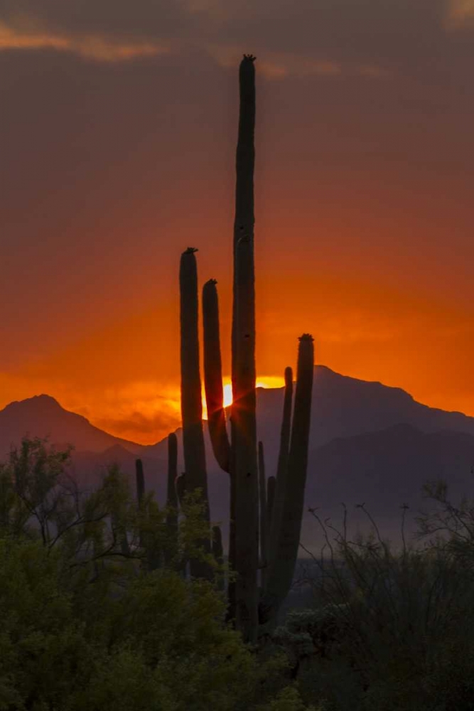 Arizona, Saguaro NP Sunset on desert landscape art print by Cathy and Gordon Illg for $57.95 CAD