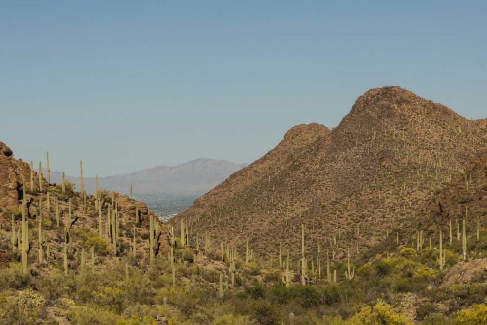 Arizona, Saguaro NP Valley in desert landscape art print by Cathy and Gordon Illg for $57.95 CAD