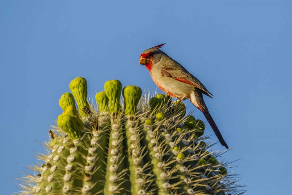 Arizona, Sonoran Desert Pyrrhuloxia on saguaro art print by Cathy and Gordon Illg for $57.95 CAD