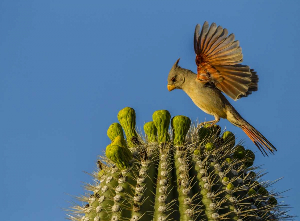AZ, Sonoran Desert Pyrrhuloxia on saguaro buds art print by Cathy and Gordon Illg for $57.95 CAD