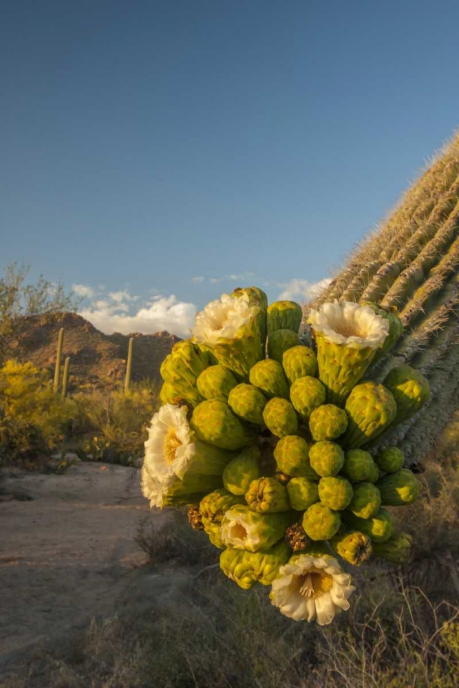 Arizona, Saguaro NP Saguaro cactus blossoms art print by Cathy and Gordon Illg for $57.95 CAD