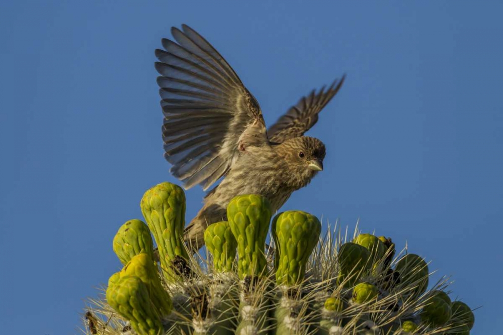 Arizona, Sonoran Desert House finch on saguaro art print by Cathy and Gordon Illg for $57.95 CAD