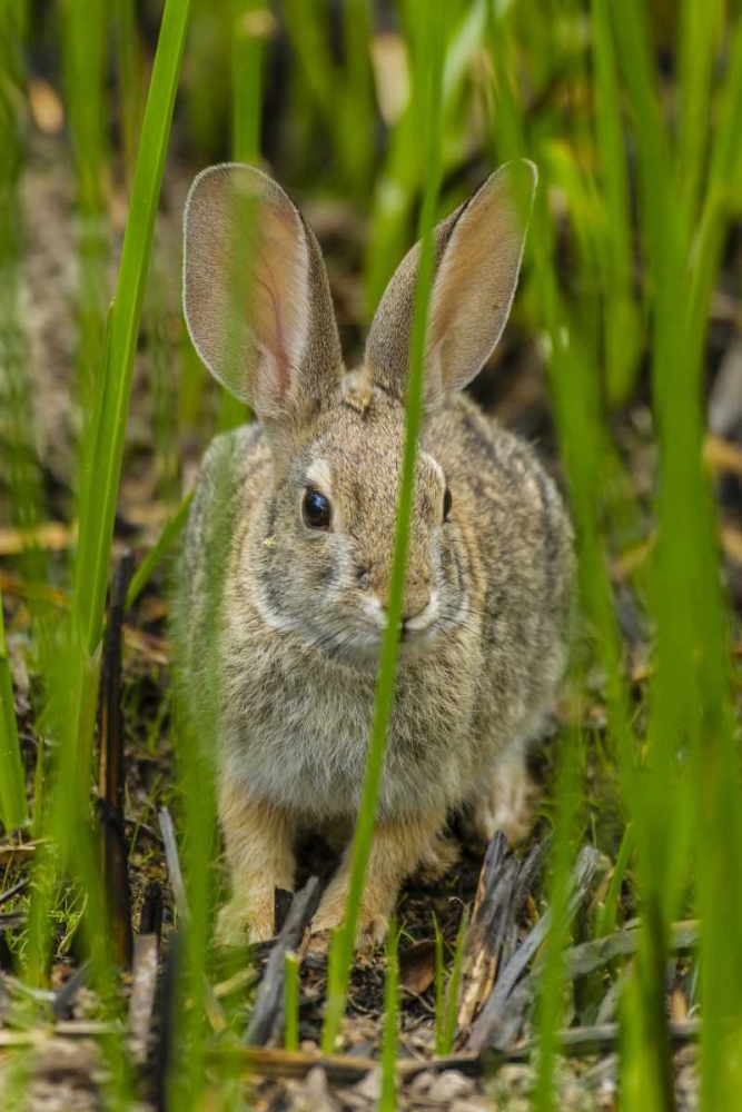 AZ, Sonoran Desert Desert cottontail rabbit art print by Cathy and Gordon Illg for $57.95 CAD
